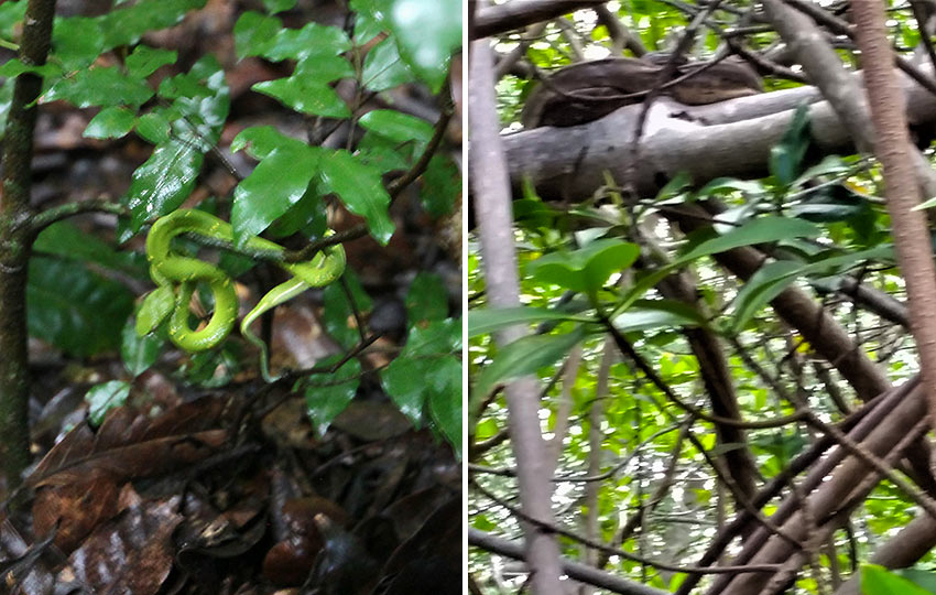 boa constrictor and viper in a Costa Rican rainforest