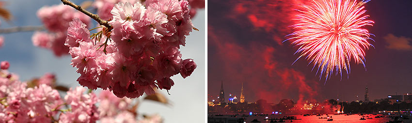 Cherry Blossom Festival in Hamburg