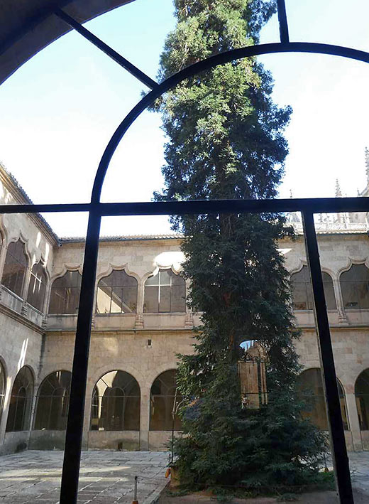 ancient redwood tree in the Salamanca library courtyard