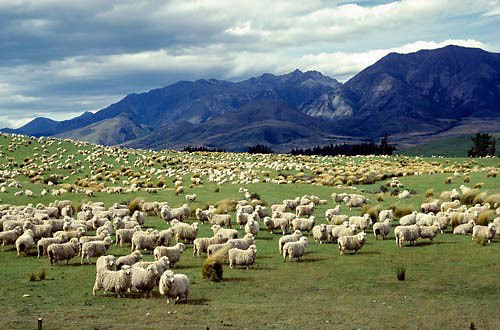 grazing sheep, New Zealand
