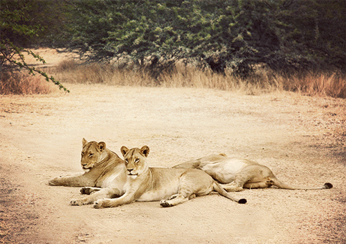 lions in Africa