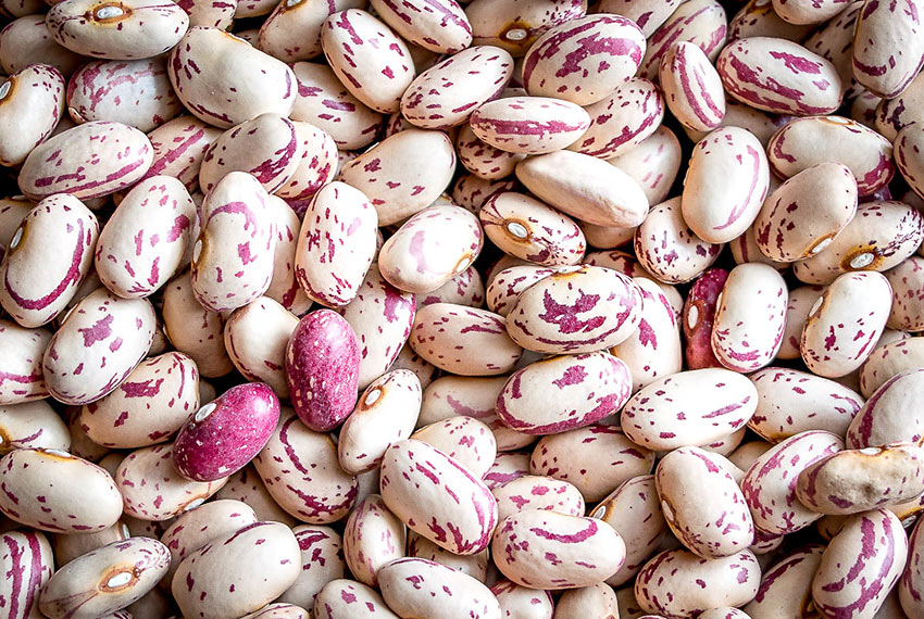 fresh cranberry beans