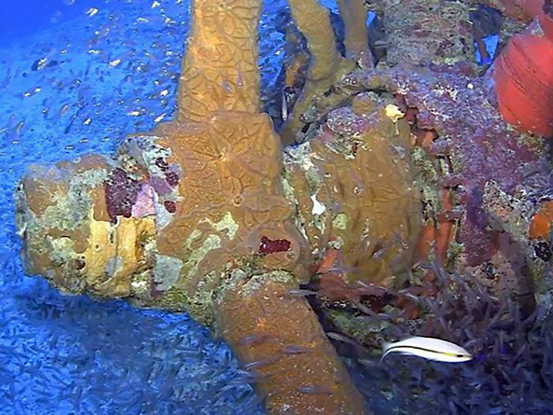 coral-covered propeller of a U.S. SBD-5 Dauntless dive bomber, Truk Lagoon