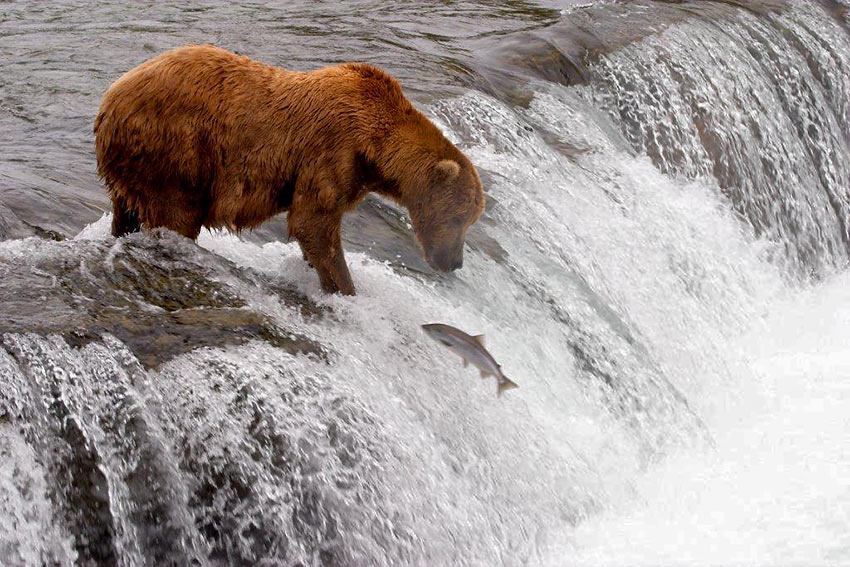 young bear fishing for salmon, Denali National Park
