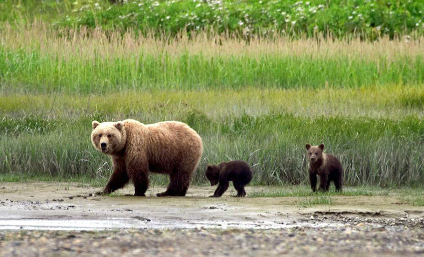 mother bear with cubs, Denali National Park