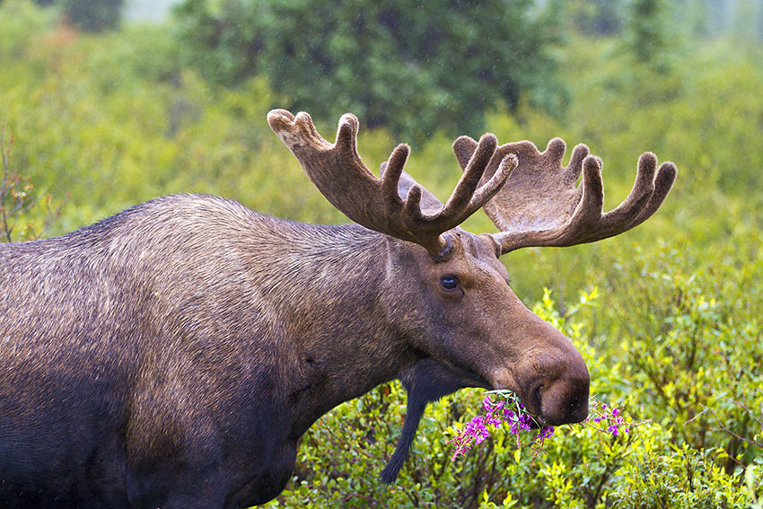 moose at Denali National Park