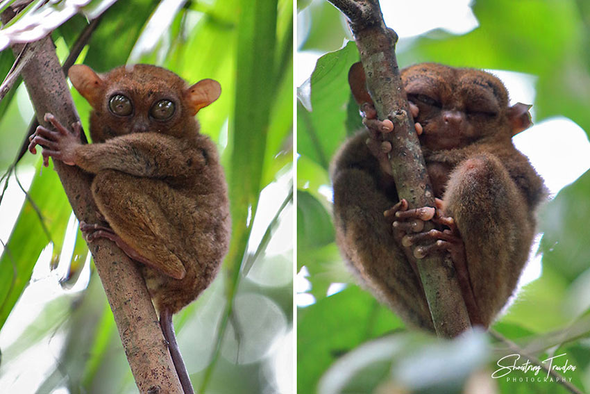 tarsiers at a sanctuary in Bilar town