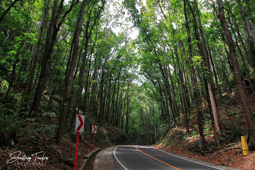 the Manmade Mahogany Forest in Bilar