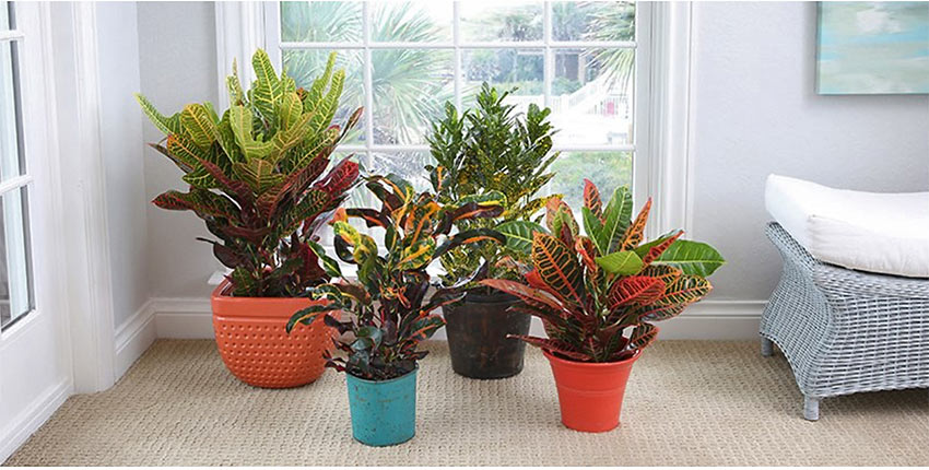 crotons from Costa Farms