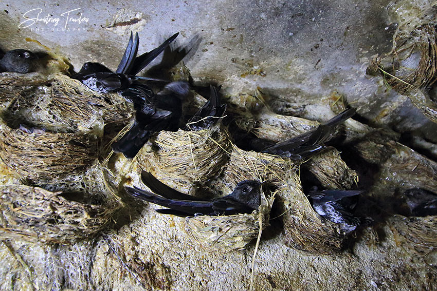 swiftlets inside the Balinsasayaw House in San Pascual, Burias Island, Masbate