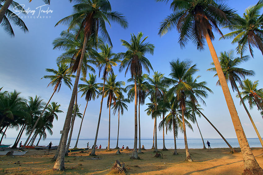 coconut palms at a beach in San Fernando, Ticao Island