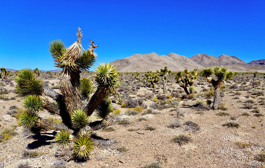 Joshua trees along the Nevada State Route 375