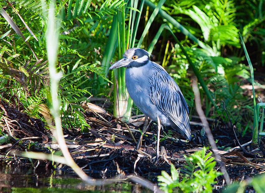 black-crowned night heron at La Tovara Park