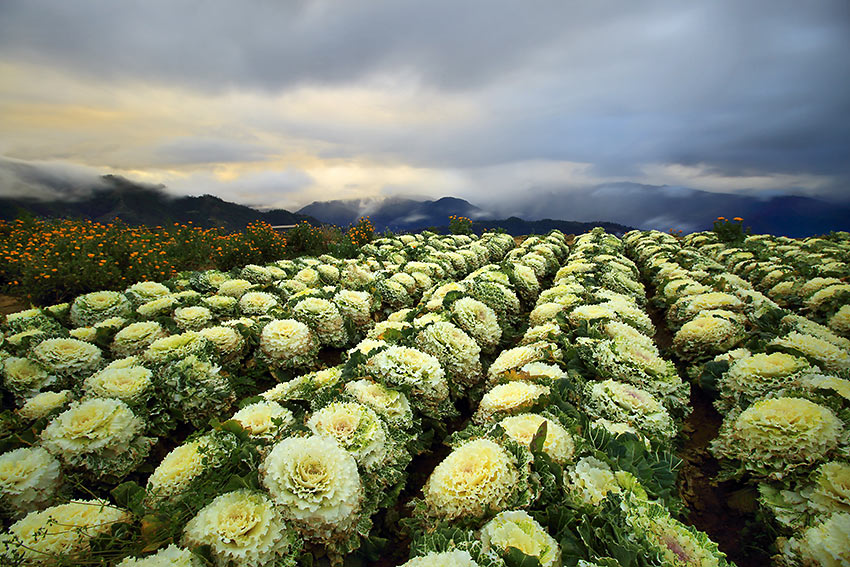 sunrise at the Northern Blossom Flower Farm, Atok, Benguet