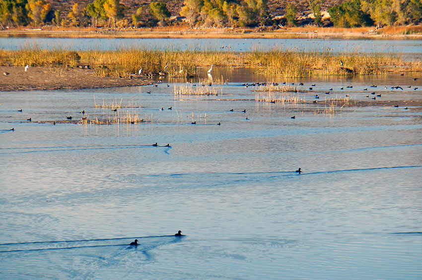 ducks and pelicans at the Pahranagat National Wildlife Refuge, Nevada