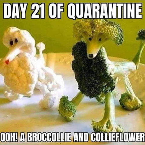 Don's Puns: Quarantine Day 21