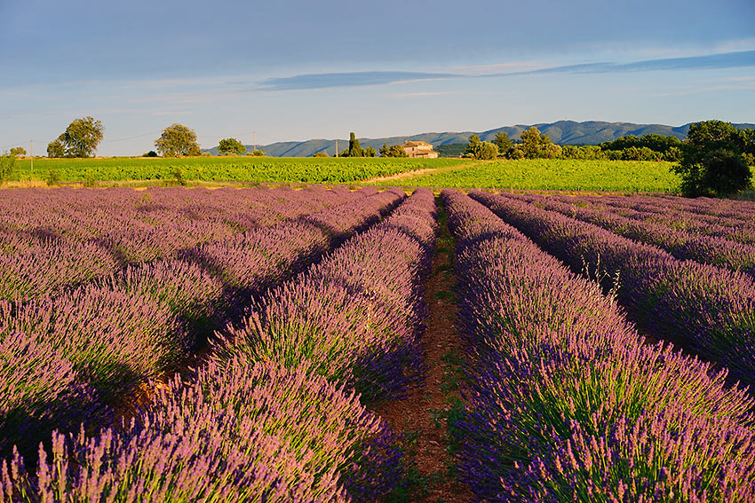 lavender field in Provence