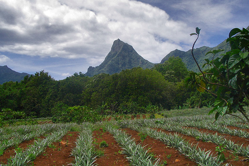 pineapple plantation in Tahiti