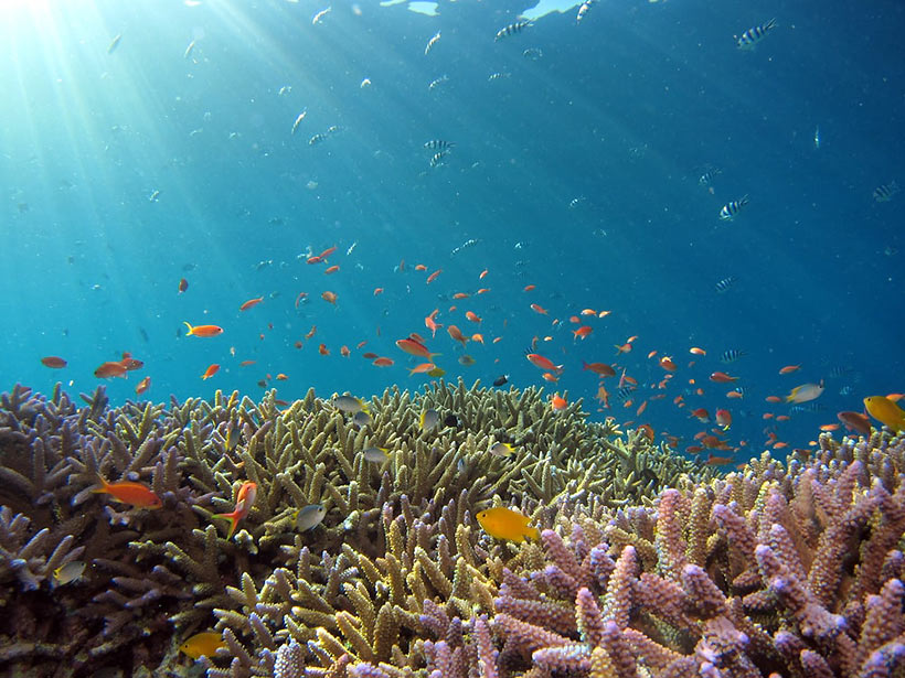 corals and other marine life