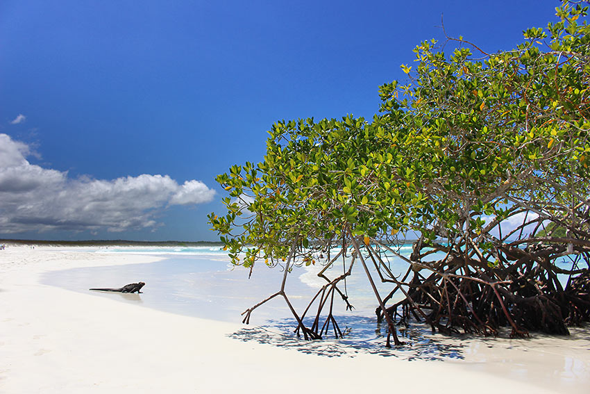 Tortuga Bay, Galapagos