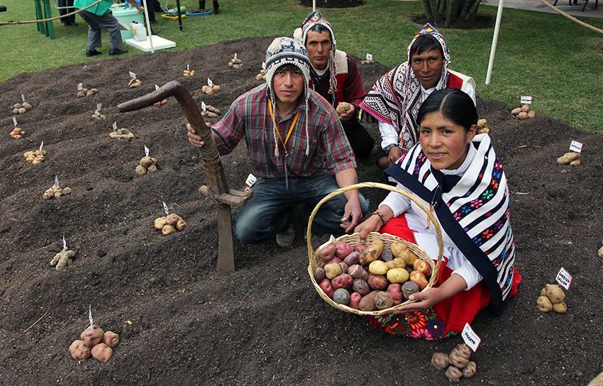 Peruvian potatoes