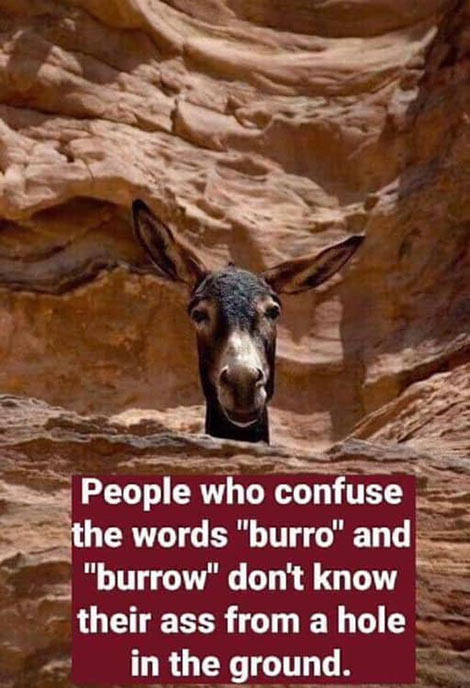 Don's Puns: Burro vs Burrow