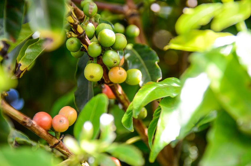 coffee beans at a Kaanapali coffee farm