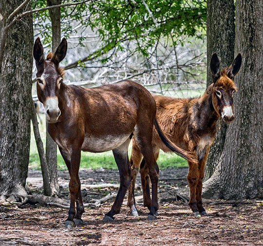 donkeys on Nevis