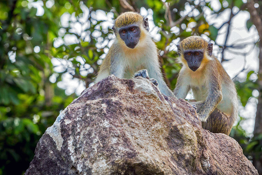 monkeys on Nevis