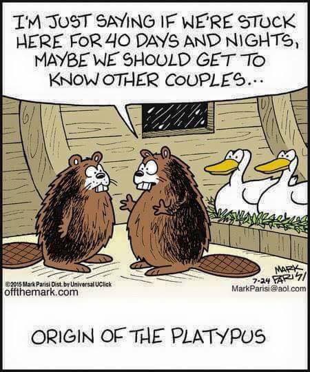 origin of the platypus