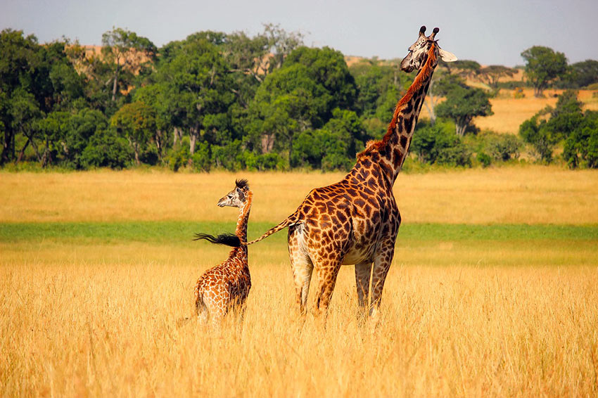 African safari