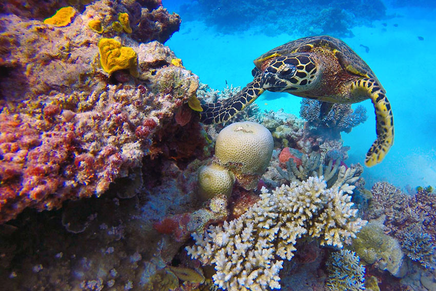 sea turtle at the Great Barrier Reef