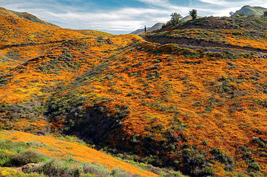 superbloom in Lake Elsinore, California