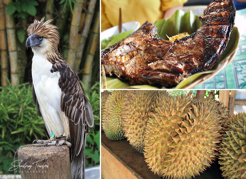 Philippine Eagle, grilled yellowfin tuna jaw and durian from Davao City, Philippines