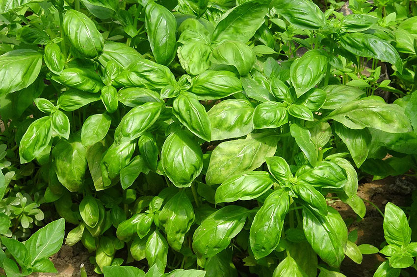 basil leaves