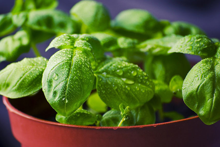 basil leaves