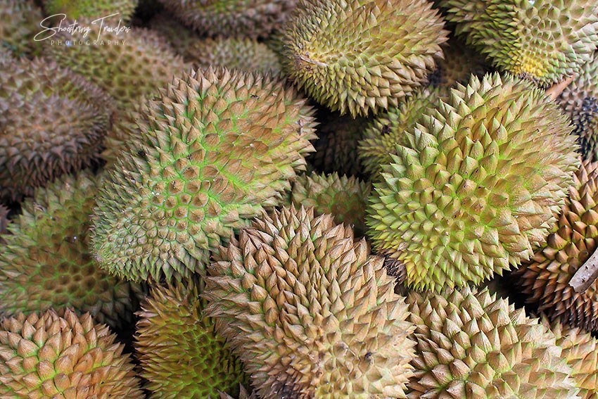 durian from Davao City, Philippines