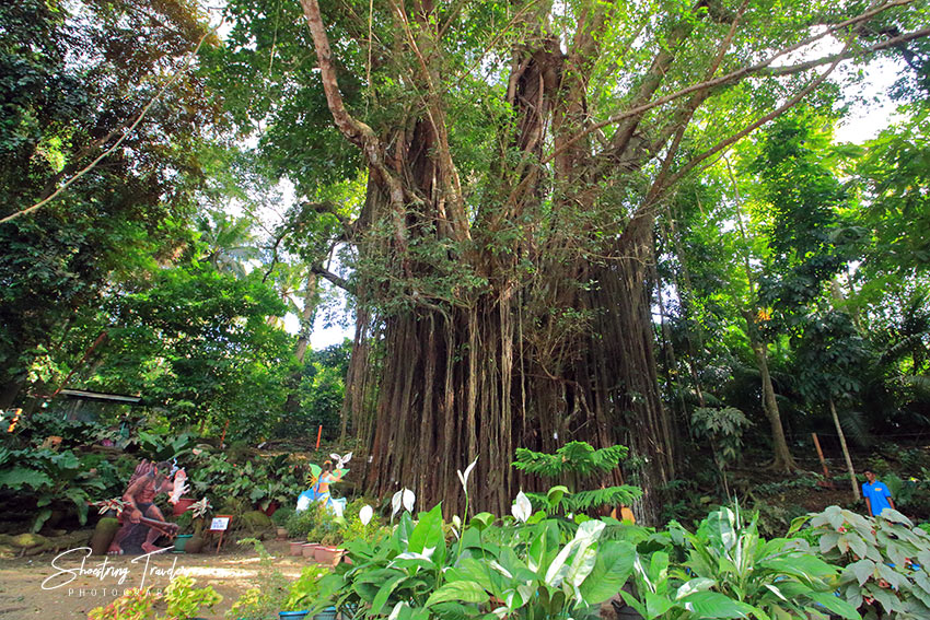 the Centuries-Old Balete Tree in Lazi