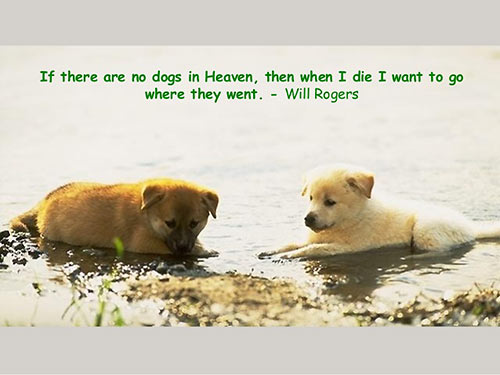 Parting Shots: Dogs in Heaven