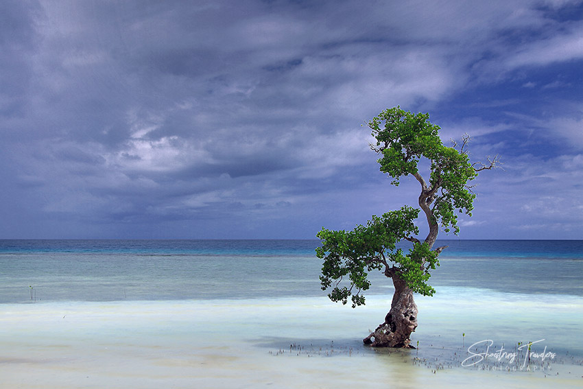 mangrove tree on the coast near the Bino-ongan and Tulapos Marine Protected Areas in Enrique Villanueva, Siquijor