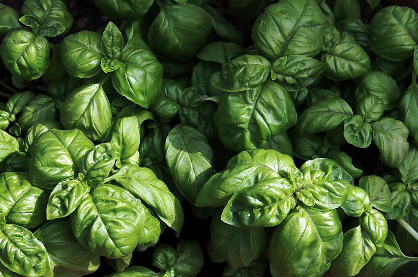 DOP Genoese basil