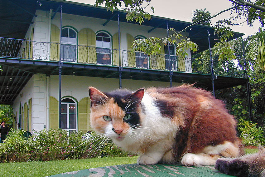 Hemingway’s House, Key West