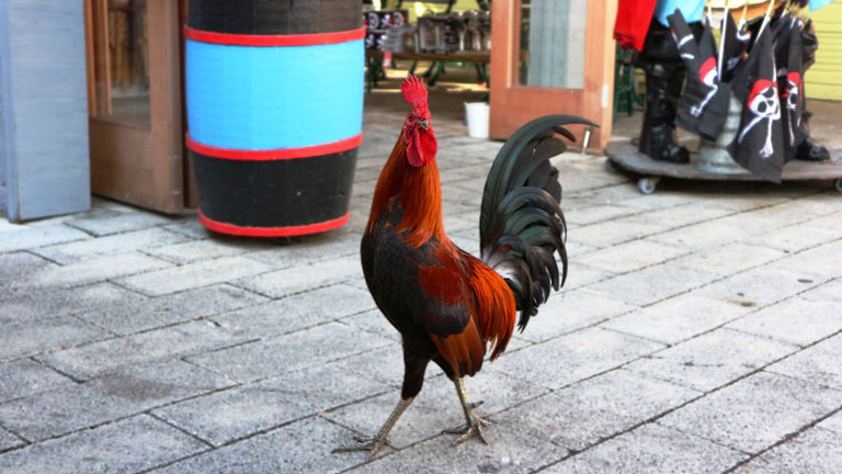 rooster on Key West
