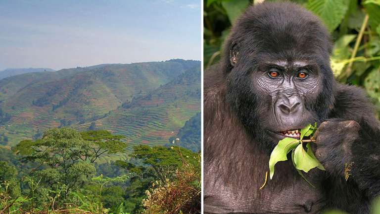 This image has an empty alt attribute; its file name is Bwindi-and-Gorilla-768x434.jpg
