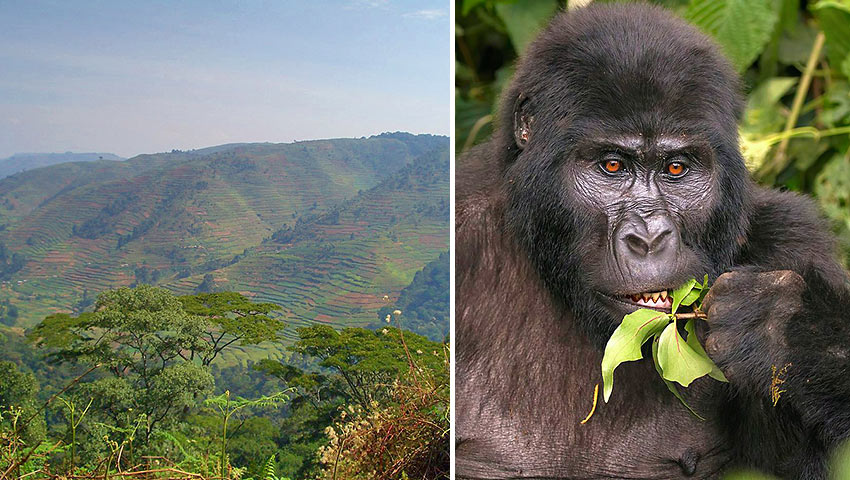 Bwindi Impenetrable National Park and mountain gorilla