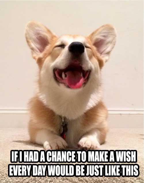 Corgi Quote