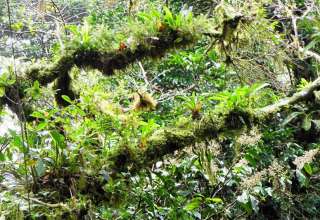 epiphytes at Monteverde Cloud Forest, Costa Rica