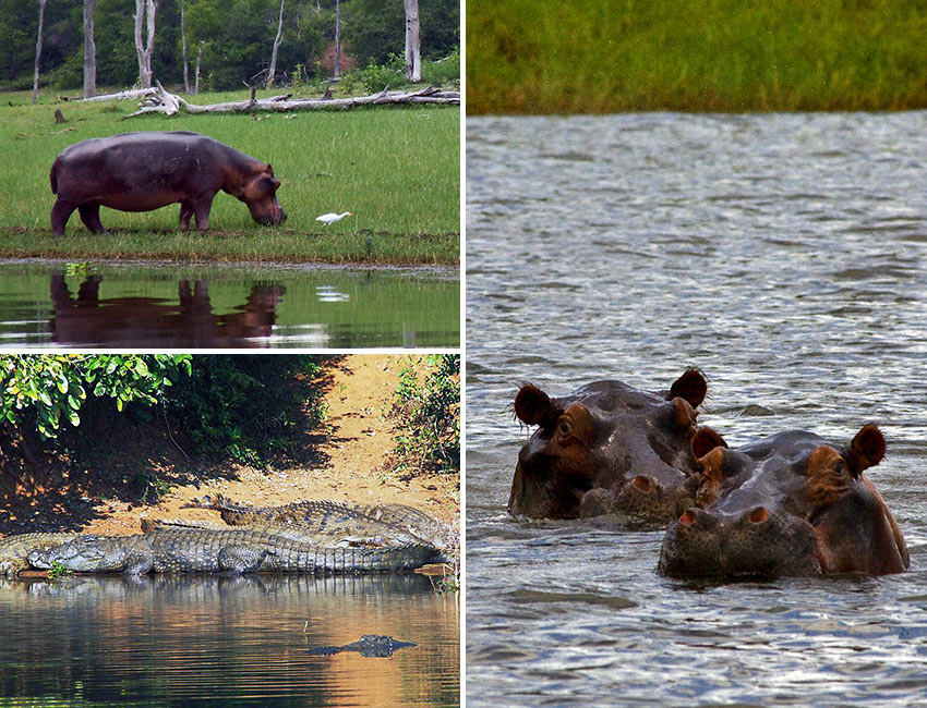 hippos and crocodiles at Lake Kariba