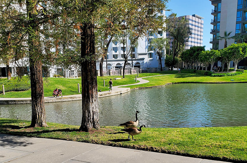 he lake near Avenue of the Arts Hotel