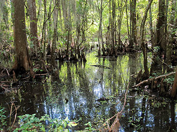 Jean Lafitte Historical Park